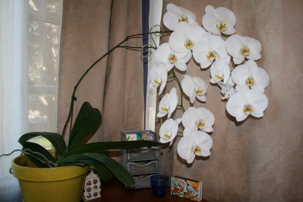 Phalaenopsis orchid