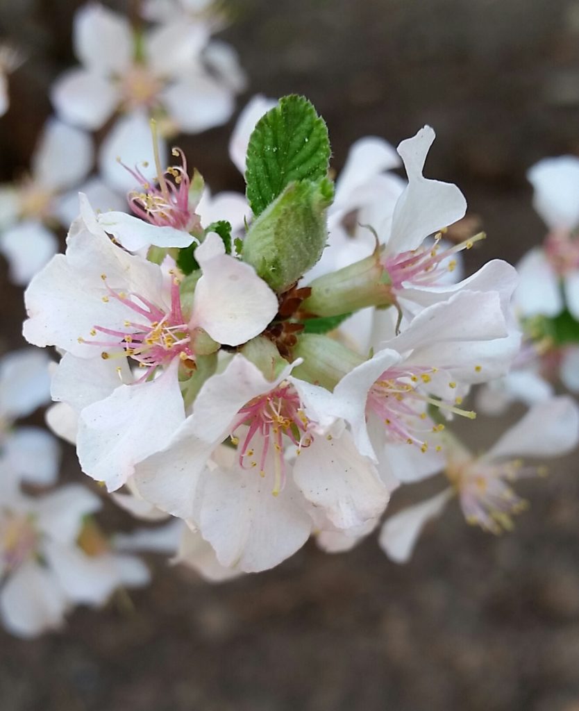 Spring blooms