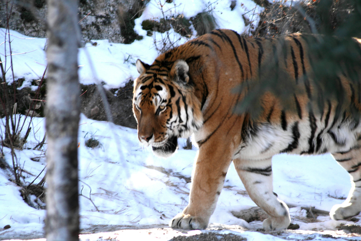 Cheyenne-Mountain-Zoo-Tiger