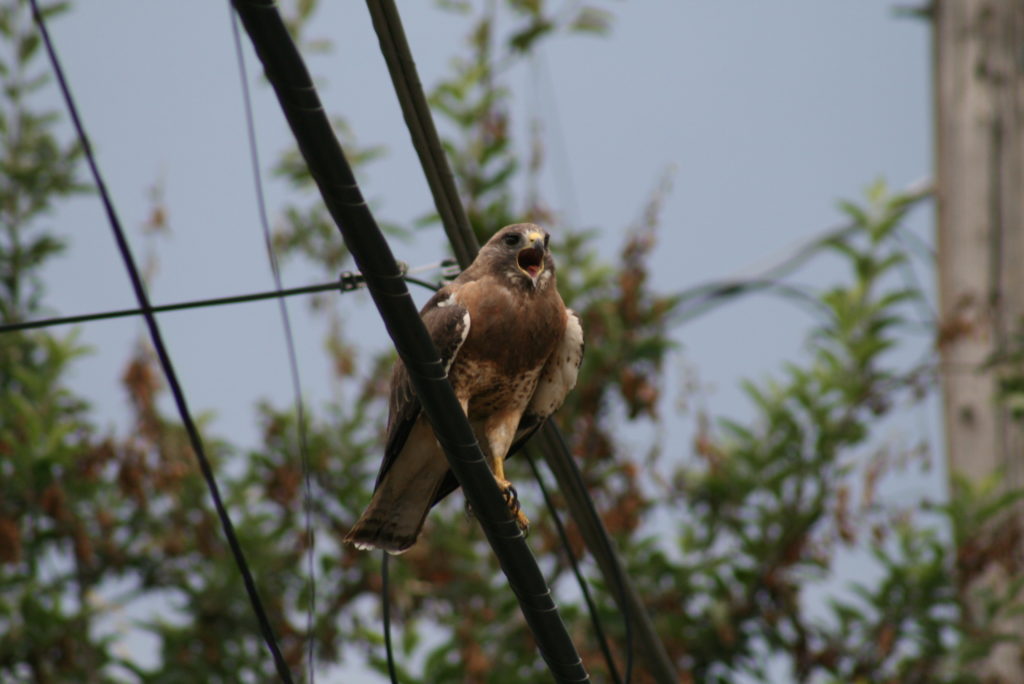 Swainson Hawk