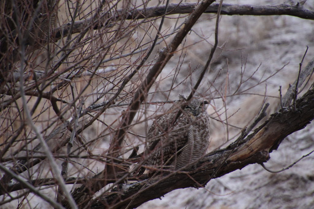 Great Horned Owl