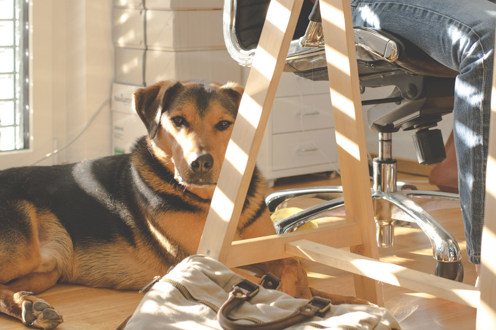dog laying under chair in home office